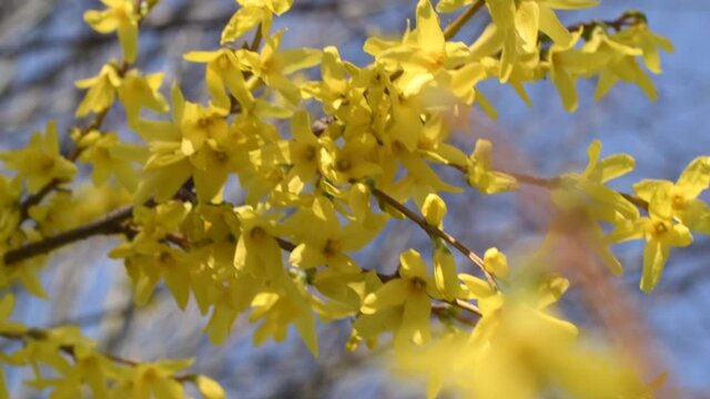Yellow Forsythia Blooming against the blue sky