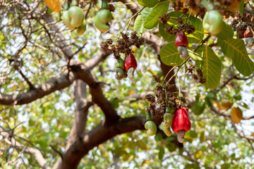 Red cashew fruit It is on the cashew tree in the garden.