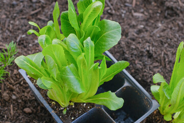 Romaine lettuce organic planted in the backyard