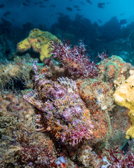 Fototapeta na wymiar Pacific spotted scorpionfish (Scorpaena mystes) at Isabela Island, Galapagos, world heritage site of Ecuadorian Pacific.