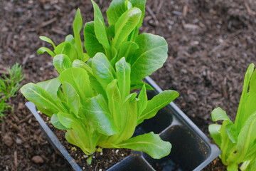 Romaine lettuce organic planted in the backyard