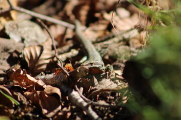 Lézard sur les feuilles d'automne 