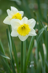 Closeup of yelllow daffodils in a public garden