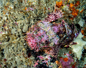 Pacific spotted scorpionfish (Scorpaena mystes) at Isabela Island, Galapagos, world heritage site of Ecuadorian Pacific.