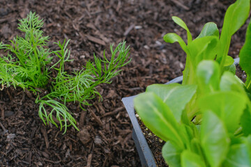 Romaine lettuce organic planted in the backyard