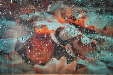 Fallen, yellowed autumn leaves behind the wet glass after the rain.