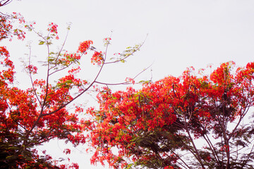 Red Royal Poinciana. Delonix Regia Flower On Branch. Spring background