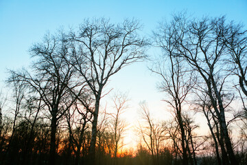 Sunset in the spring forest . Twilight with empty branches