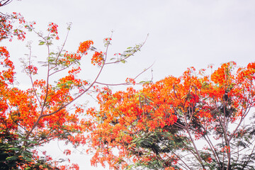Red Royal Poinciana. Delonix Regia Flower On Branch. Spring background