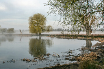 misty pond with old tree