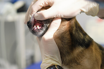 veterinarian examines a dog teeth. Consultation with a veterinarian. Close up of a dog and fangs. Animal clinic. Pet check up. Health care.