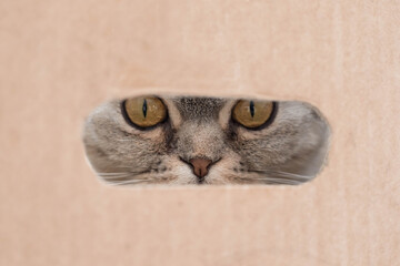 Cat's eyes in the crack of a cardboard box close-up. Funny portrait of a cat in a box. A cat peeks out of a crack in a cardboard box