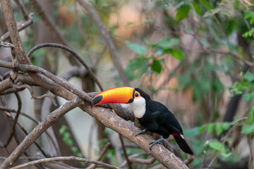 The Toco toucan (Ramphastos toco)