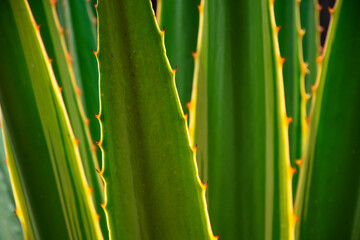 Green agave century plant with thorny edge