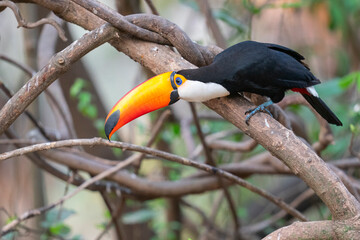 The Toco toucan (Ramphastos toco)