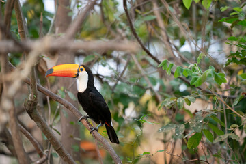 The Toco toucan (Ramphastos toco)