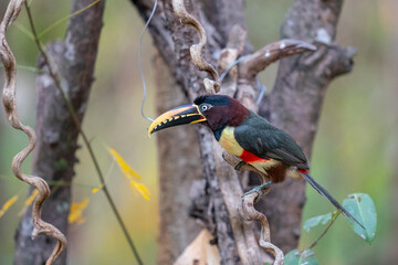 The Collared aracari- or Collared araçari toucan (Pteroglossus torquatus) on branch