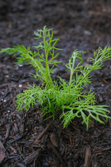 Organic chamomile planted in organic soil in the backyard