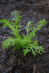 Organic chamomile planted in organic soil in the backyard