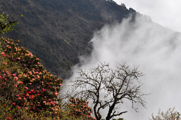 Cluster of Rhododendrun trees , floating mist