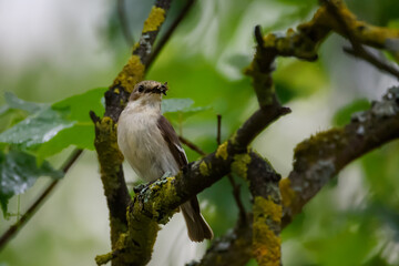 Selective focus photo. European pied flycatcher Bird. 