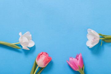 white and pink  tulips on blue paper background