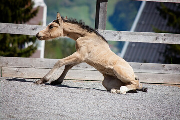 Fohlen / Reitponyfohlen