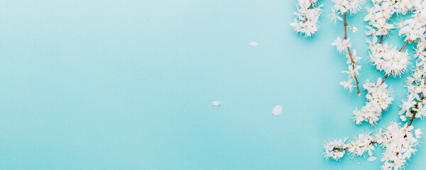 Cherry tree blossom. April floral nature and spring sakura blossom on soft blue background. Banner for 8 march, Happy Easter with place for text. Springtime concept. Top view. Flat lay. © Maksym