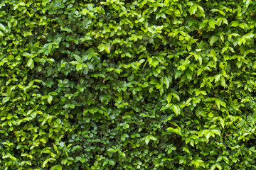 Small green leaves texture background with beautiful pattern. bush wall. Clean environment. Ornamental plant in the garden. Eco wall. Organic natural background. Many leaves reduce dust in air. Tropic