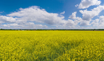 Obraz premium blooming rapeseed field, canola or colza on a sunny summer day