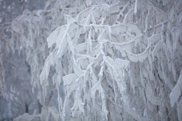 Tree branches covered with a thick layer of frost close-up. Tree branches in winter