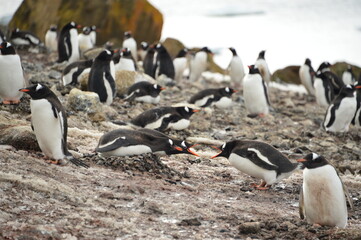 Naklejka premium group of penguins