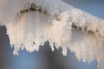 Tree branches covered with a thick layer of frost close-up. Tree branches in winter
