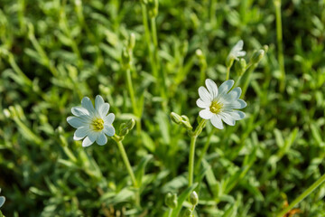 Floral garden. Flowers Alpine mouse-ear (Latin: Cerastium alpinum) close up. Selective focus. Soft blurry background.