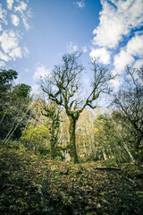 arbre sans feuille dans foret du Vercors