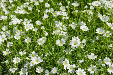 Floral garden. Natural background of flowers. Alpine mouse-ear or alpine chickweed (Latin: Cerastium alpinum), is a mat-forming perennial plant, used in landscape design.