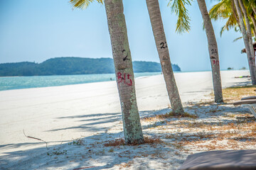 Coconut trees on a white sand tropical beach