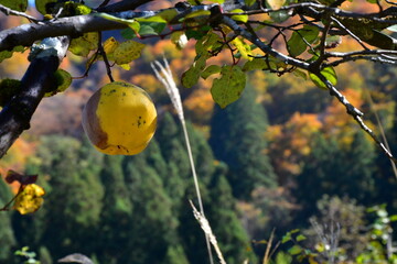 世界遺産白川郷合掌造り集落