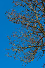 tree branches against blue sky