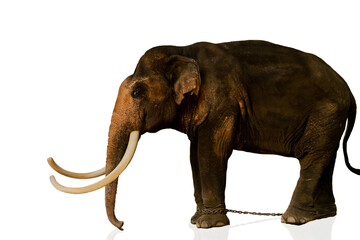Large old Thai Elephant isolated on white background.