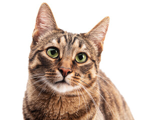 A cat with surprised eyes. Portrait. Isolate on white background