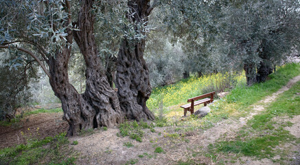 Place for rest in ancient olive grove. Wooden bench under 500 years old olive trees in Xyliatos, Cyprus