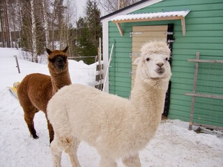 Obraz premium Alpaca animals in a swedish farn in winter
