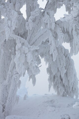 A tree bowing under the weight of snow. Trees in white and lush frost. Christmas fairy tale