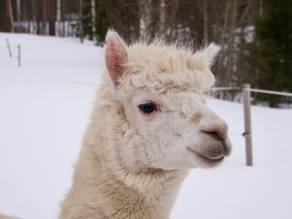 Fototapeta premium Alpaca animals in a swedish farn in winter