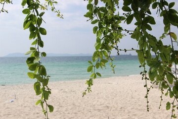 Fototapeta na wymiar Greenery against the backdrop of the sea and the beach.
