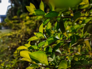 Duranta erecta is a species of flowering shrub in the verbena family Verbenaceae. This photo has a great background blur and amazing selective focus.