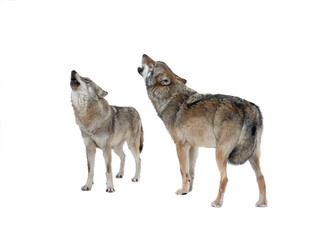Wolf and she-wolf howling isolated on white background © fotomaster