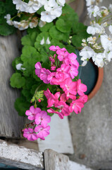 pink and white geraniums in bloom