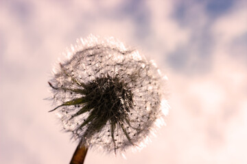 Dandelion close up. Spring flower.
